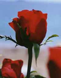 pa.jpg (10490 bytes)